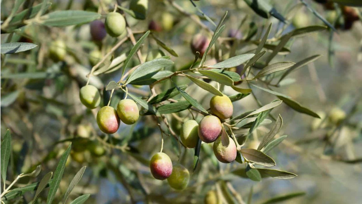 Relationship between crop flowering and allergy